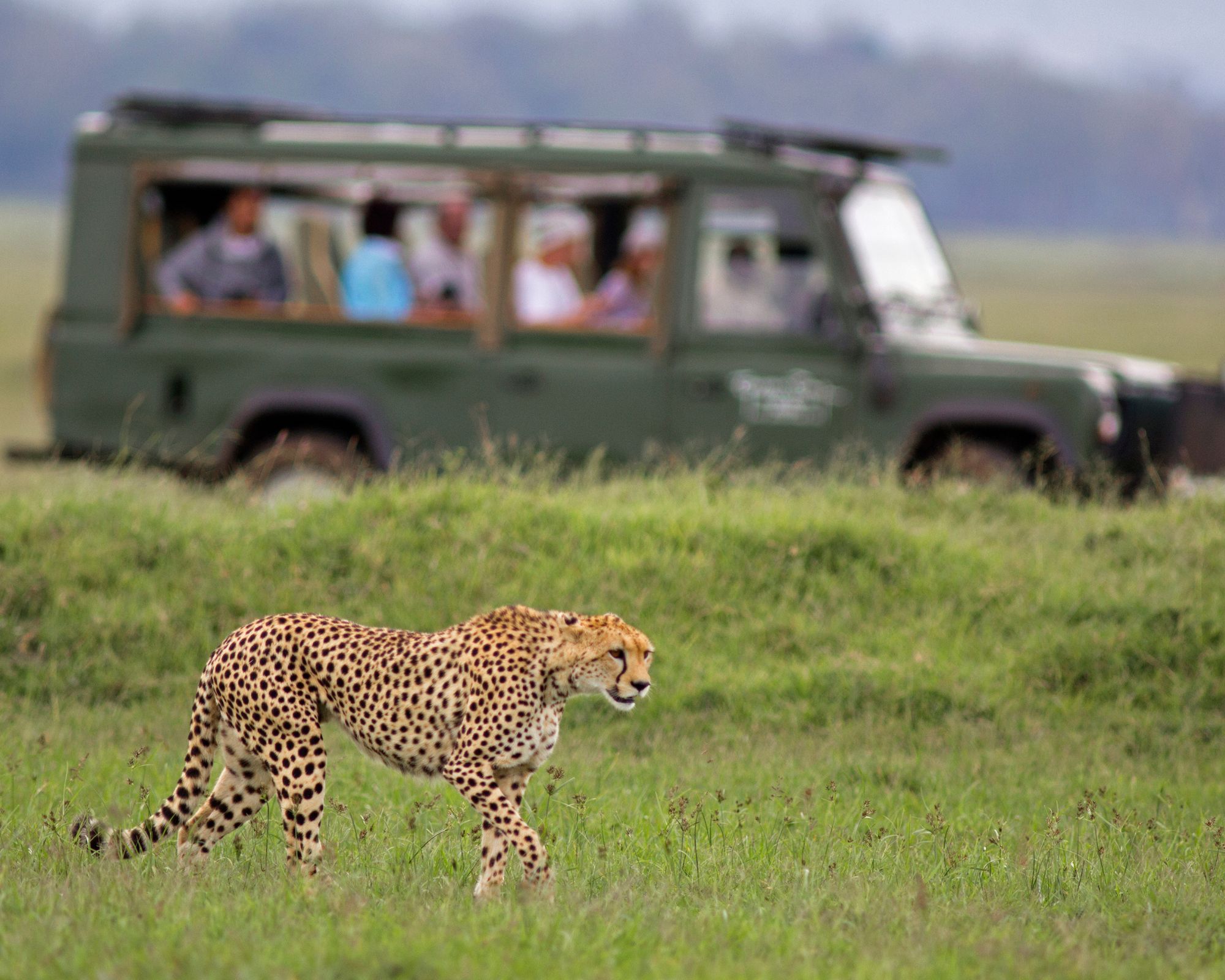 About Hema Safaris