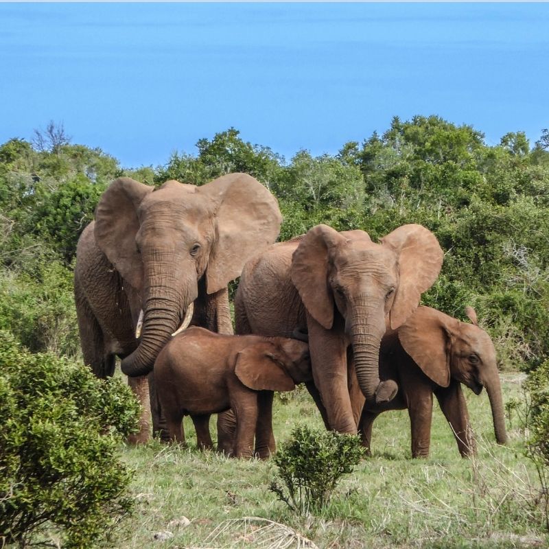 Family Friendly Safaris