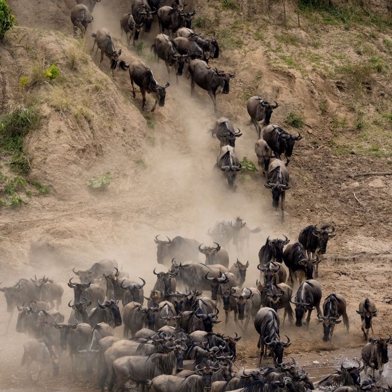 Wildebeest Migration