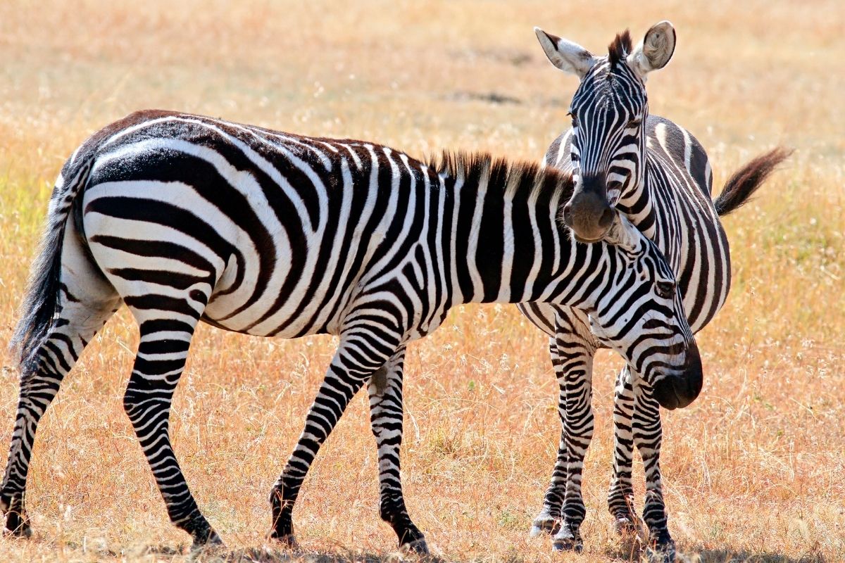 Masai Mara Big Five Safari