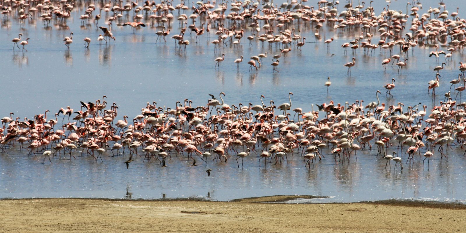 Tanzania Mini Safari B