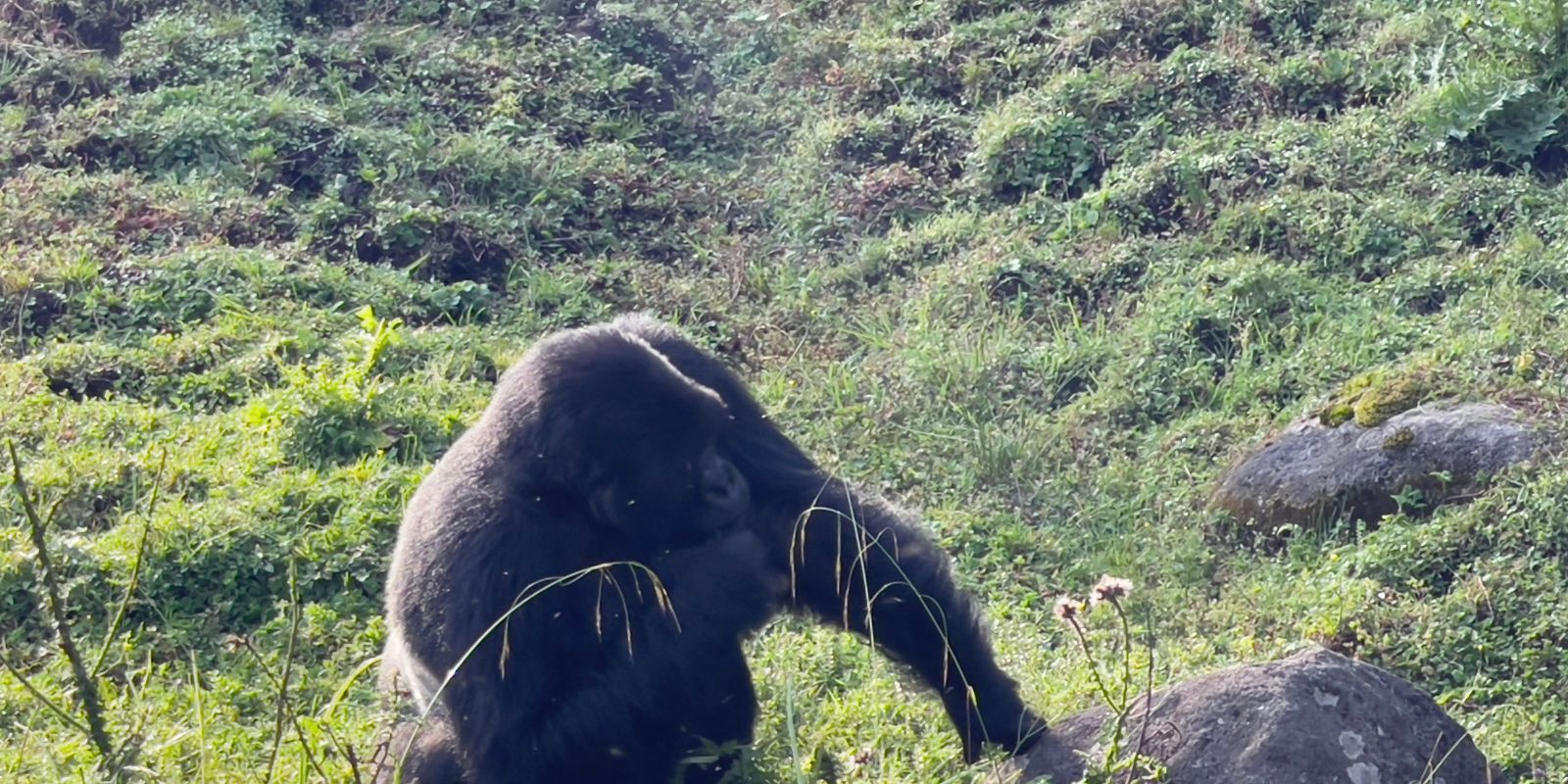 Luxury Gorilla Safari