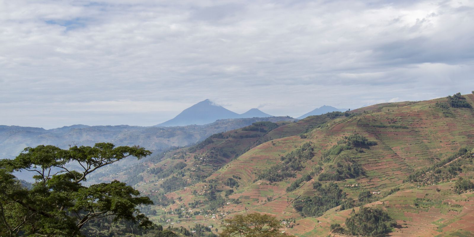 Standard Gorilla Tour