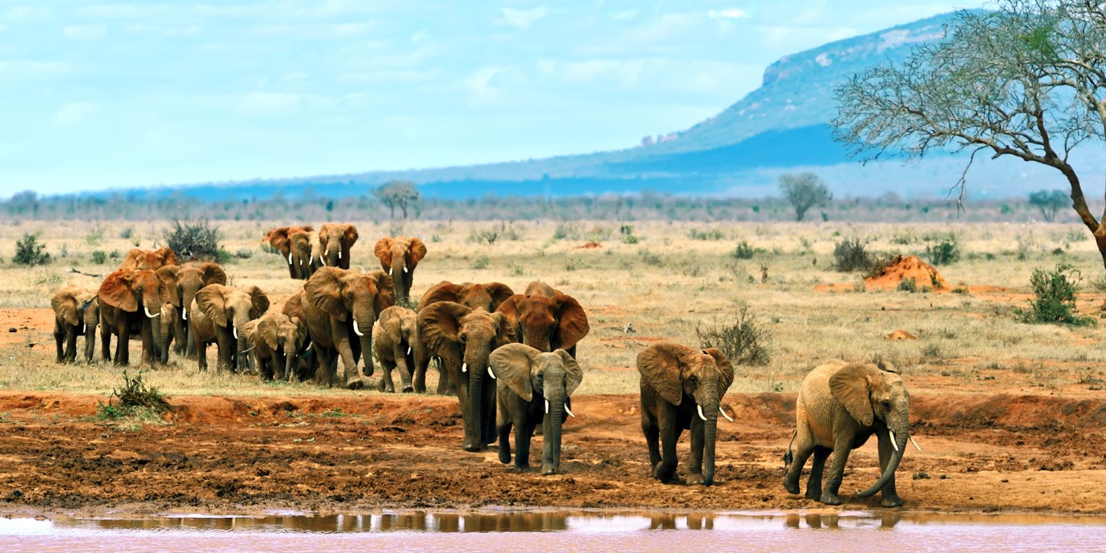 Elephant Trails Safari
