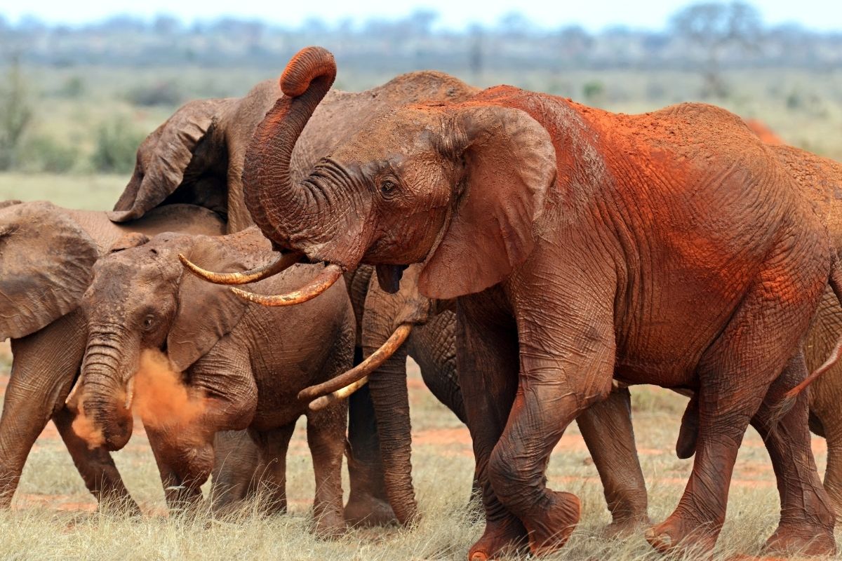 Elephant Trails Safari
