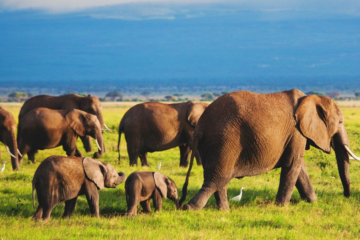 Family Trails Safari
