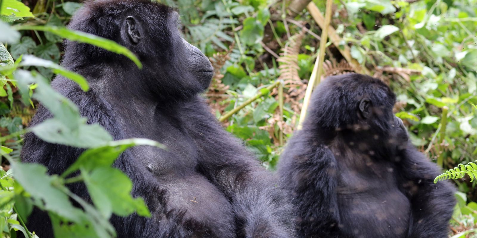 Gorilla Trekking in Uganda