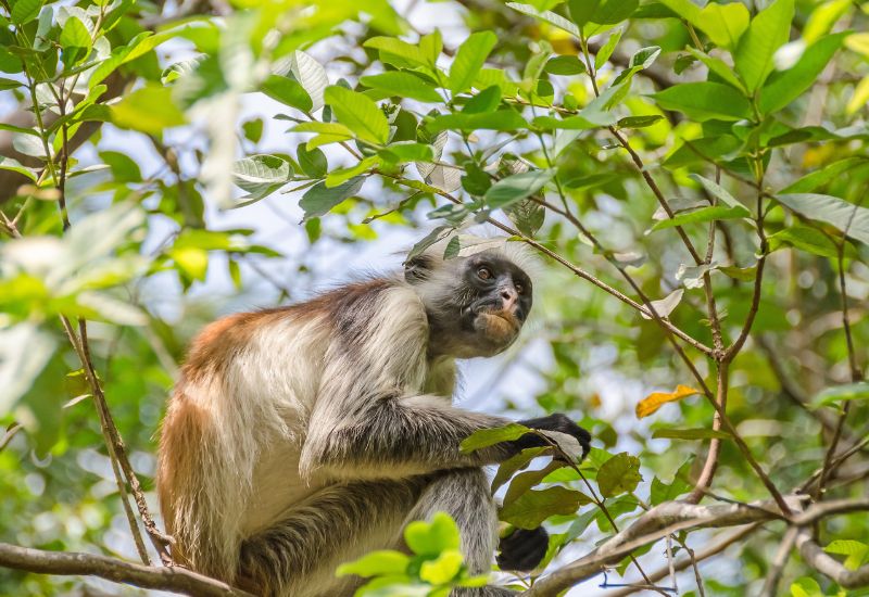 Jozani Forest Zanzibar