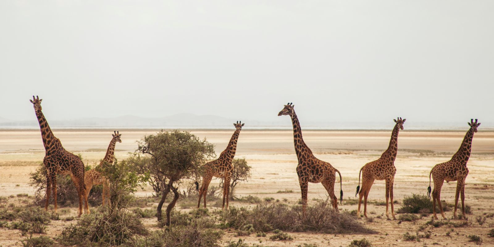 Kili & Big five flying safari