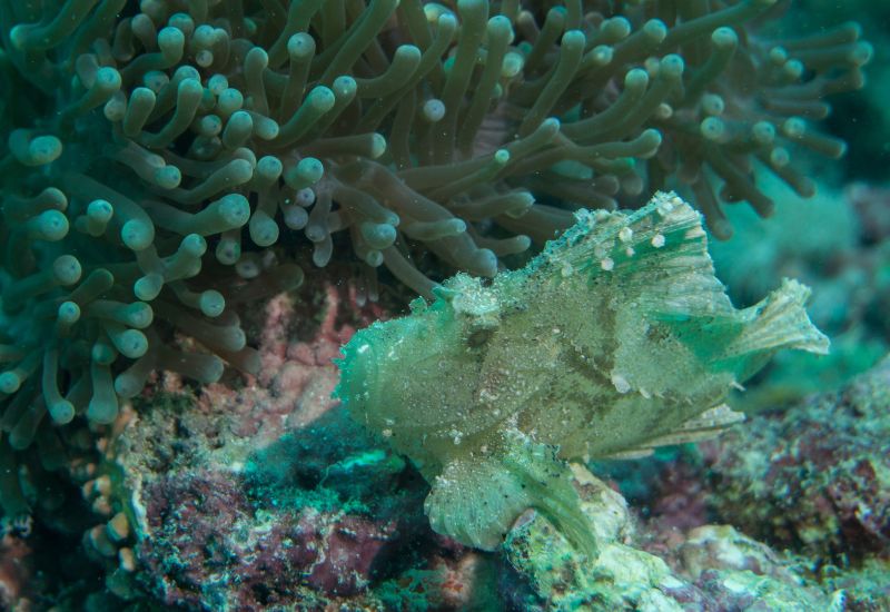 Mnemba Atoll Snorkeling Trip