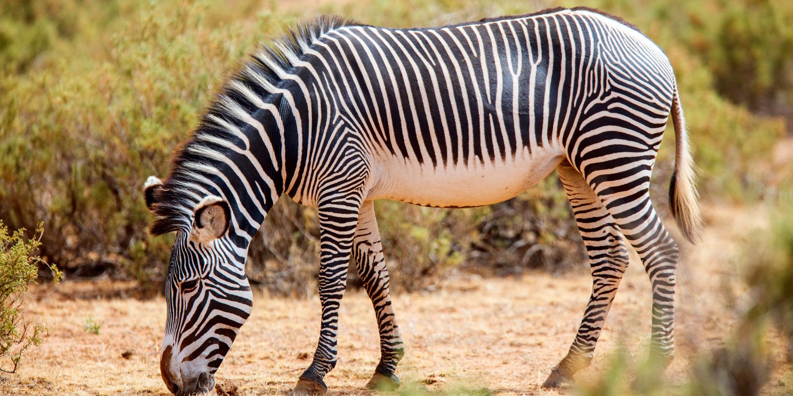 Photographers Safari