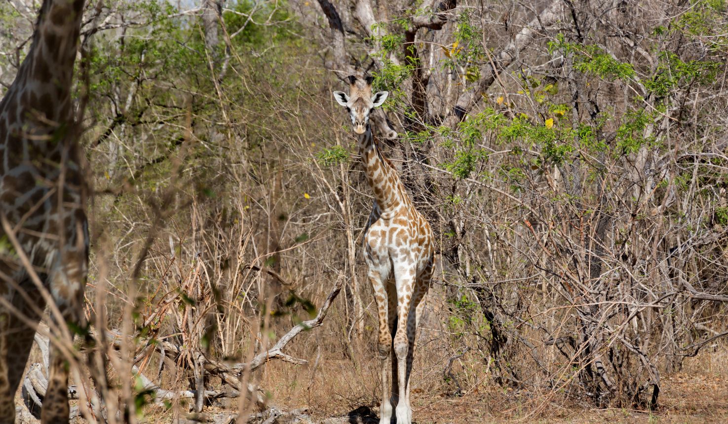 Best of Southern Tanzania