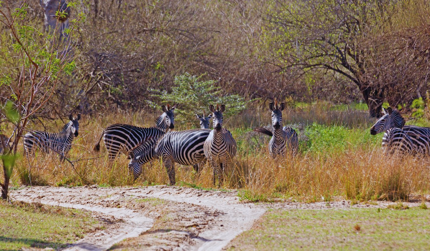 Bush and Beach Honeymoon safari
