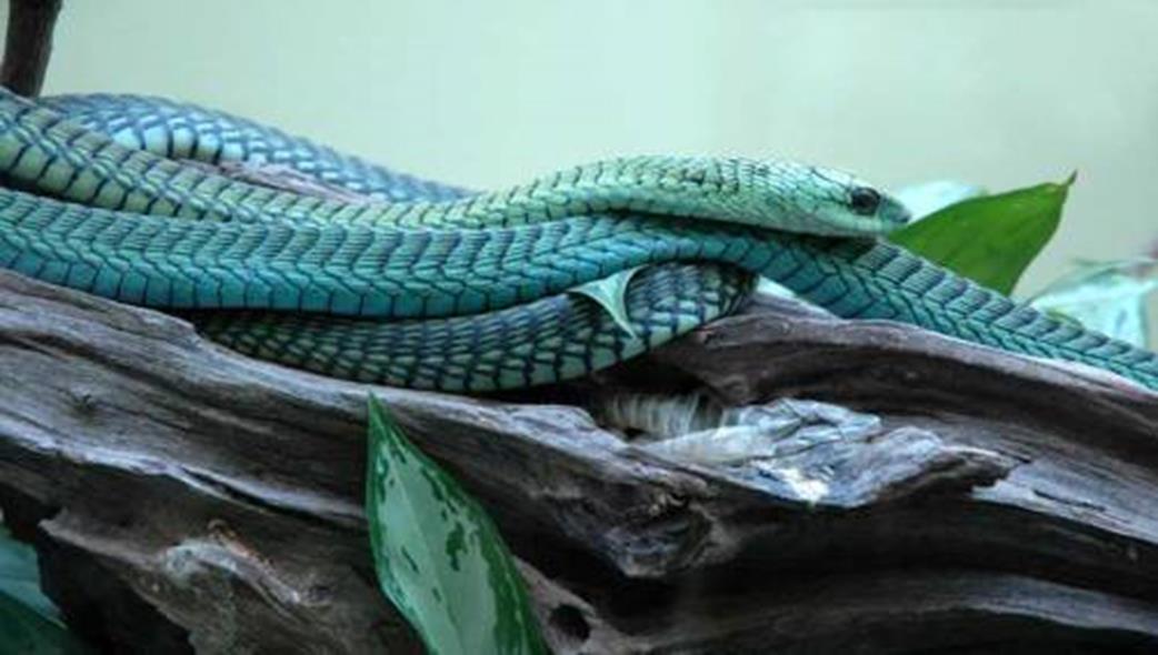 Snake House at Richard's House, Kigali, Rwanda