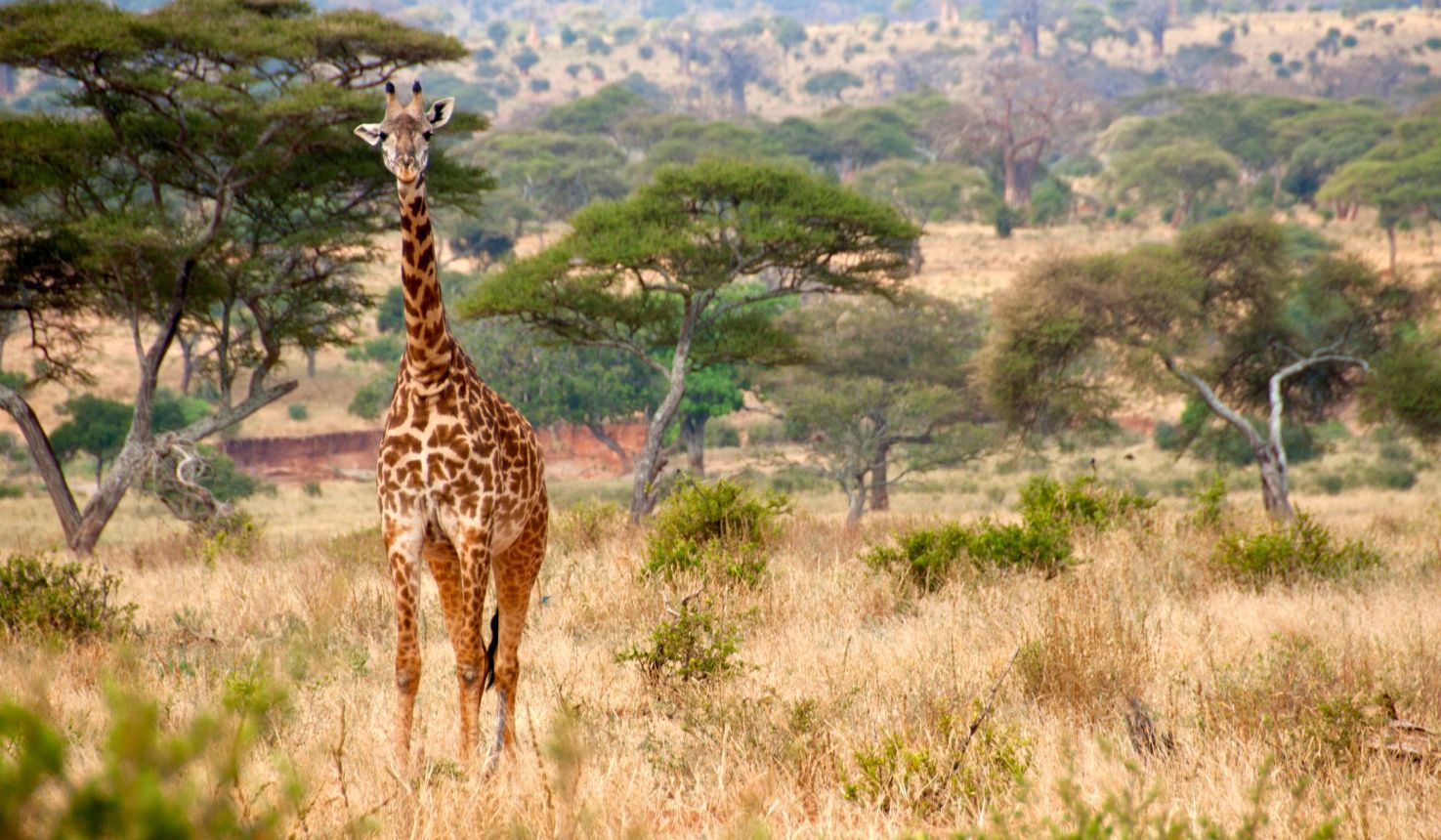 Tanzania Mini Safari C